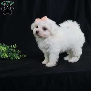 Nora (Tiny), Bichon Frise Puppy